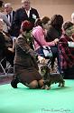 Crufts2011_2 630